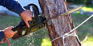 How Our Tree Care Process Works  in  Utica, IN