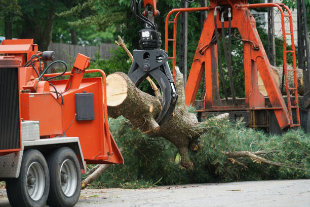 Professional Tree Removal in Utica, IN