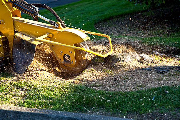 Lawn Renovation and Restoration in Utica, IN